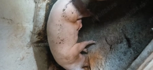 Porci de vanzare crescuti natural! - imagine 5 Porci de vanzare crescuti natural! - imagine 5