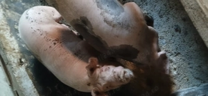 Porci de vanzare crescuti natural! - imagine 2 Porci de vanzare crescuti natural! - imagine 2