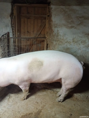 Vând mascul - imagine 2