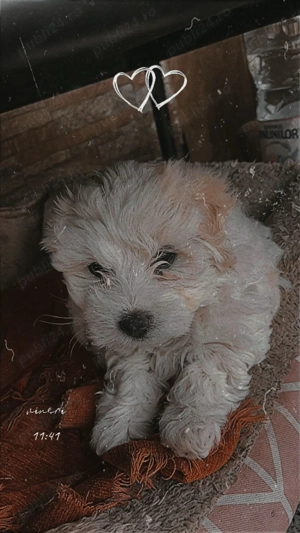 Cățeii noștri își caută o casă iubitoare  - imagine 3