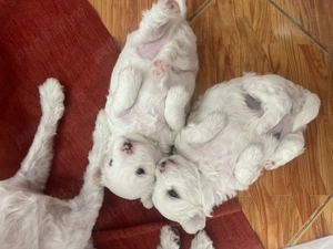 Cățeii noștri își caută o casă iubitoare  - imagine 5