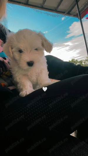 Cățeii noștri își caută o casă iubitoare  - imagine 2