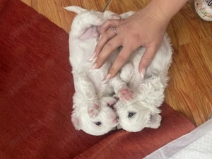 Cățeii noștri își caută o casă iubitoare  - imagine 4