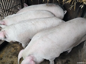 Vand Porcii  De Carne si Purcei Pietrian - imagine 3