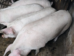 Vand Porcii  De Carne si Purcei Pietrian - imagine 4