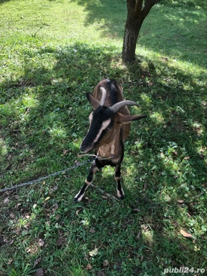 Vând capră Alpină Franceză - imagine 5