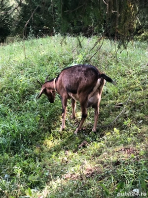 Vând capră Alpină Franceză