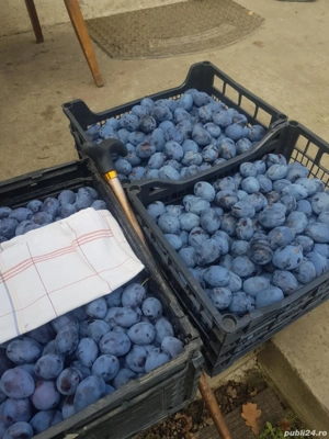 magiun, gem prune  - imagine 3