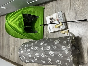 Mascul british shorthair cu accesorii bonus  - imagine 2