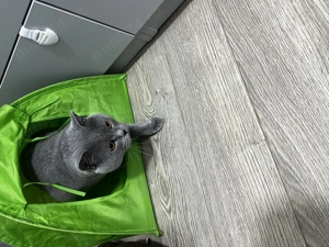 Mascul british shorthair cu accesorii bonus
