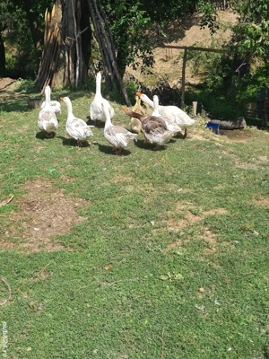 Gâște românești de vânzare  - imagine 3