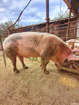 Vier disponibil pentru monta - imagine 2