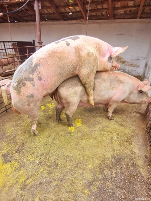 Vier disponibil pentru monta - imagine 3