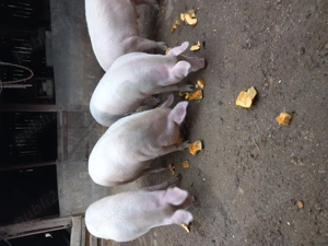 Porc de vanzare - imagine 2 Porc de vanzare - imagine 2