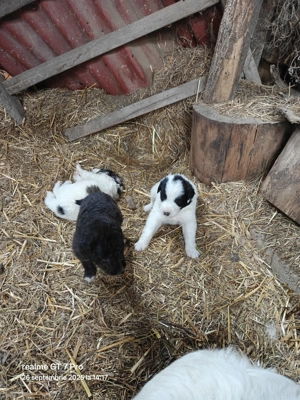 Donez căței Ciobanesc de Bucovina  - imagine 5 Donez căței Ciobanesc de Bucovina  - imagine 5