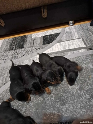 tekel negru cu pete de foc