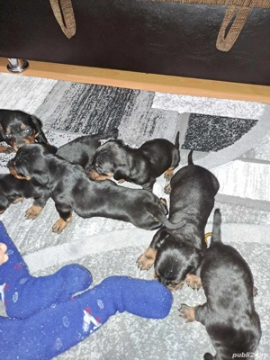 tekel negru cu pete de foc - imagine 2 tekel negru cu pete de foc - imagine 2