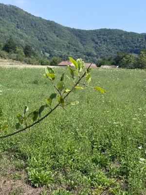 Teren 3600 mp Cheile Nerei – Peisaj de poveste! Oportunitate excelenta!