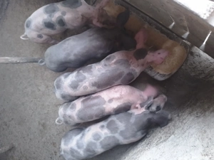 de vanzare - imagine 2