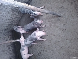 de vanzare - imagine 4