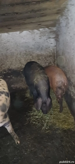 porci de vanzare 