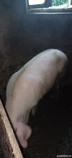 porci de vanzare  - imagine 3