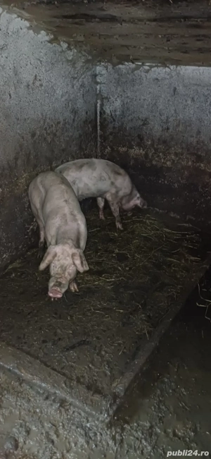 porci de vanzare  - imagine 5