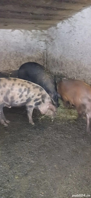 porci de vanzare  - imagine 4