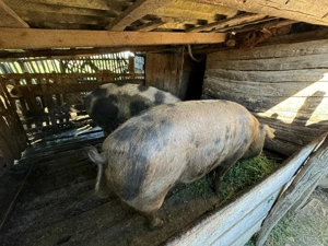 Porci de vanzare  - imagine 3 Porci de vanzare  - imagine 3