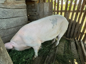 Porci de vanzare 