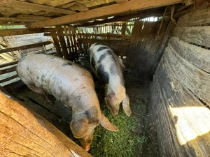 Porci de vanzare  - imagine 2 Porci de vanzare  - imagine 2