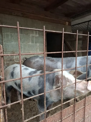 Vând purcea - imagine 2