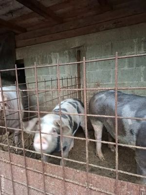 Vând purcea - imagine 3