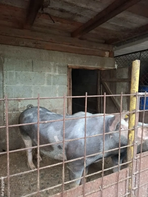 Vând purcea - imagine 5