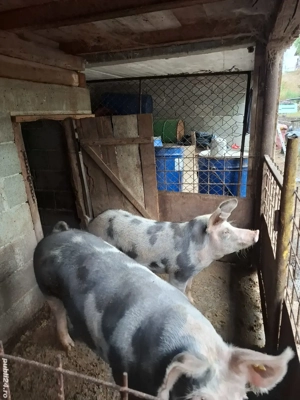 Vând purcea - imagine 4