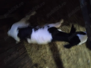 Vand vițel de 2 săptămâni pret1900 lei negociabil  