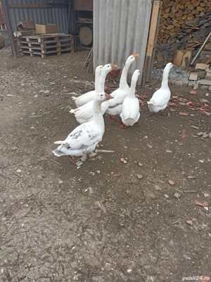 vand 6 gaste din aprilie 2025