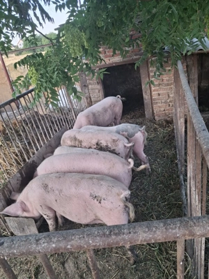 Porci Vanzare 130-180 kg  - imagine 5 Porci Vanzare 130-180 kg  - imagine 5