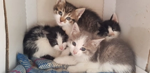 4 pui pisica spre adoptie