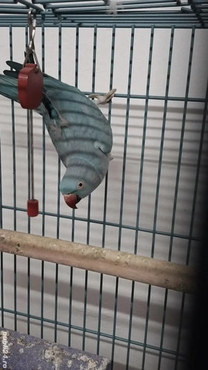 Papagali . - imagine 2