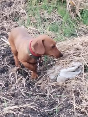 Teckel femelă  - imagine 2