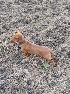 Teckel femelă  - imagine 3