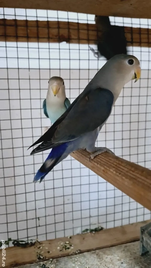 Papagali . - imagine 4