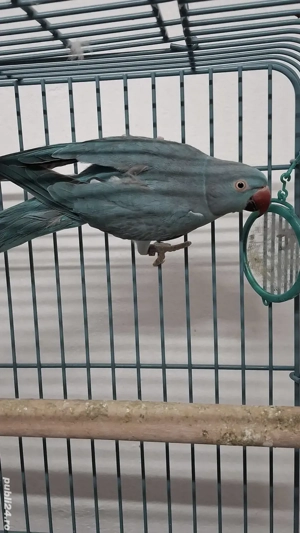 Papagali . - imagine 5