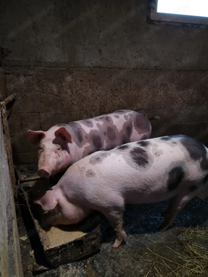 Porci se vânzare, 2 bucăți 