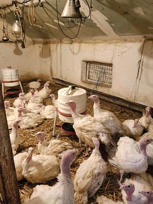 Curcani rasa de carne  - imagine 2