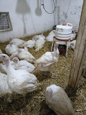 Curcani rasa de carne 