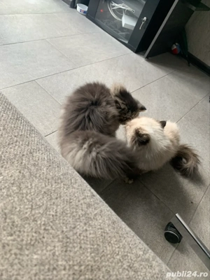 motanel persan superb 