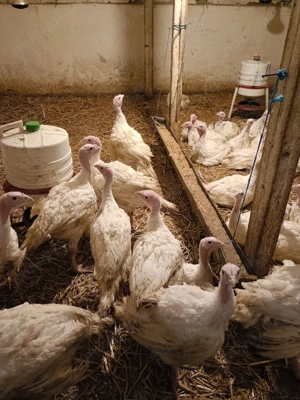 Curcani rasa de carne  - imagine 3