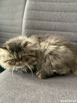 motanel persan superb  - imagine 4 motanel persan superb  - imagine 4